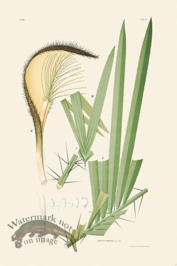 Rodrigues Palm Front 061